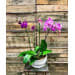 Angelic Orchid Plant | Glass Pot